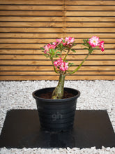 Desert Rose